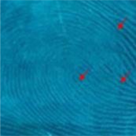 Image for - Development of Natural Luminescent Powder for the Detection of Latent Fingerprint